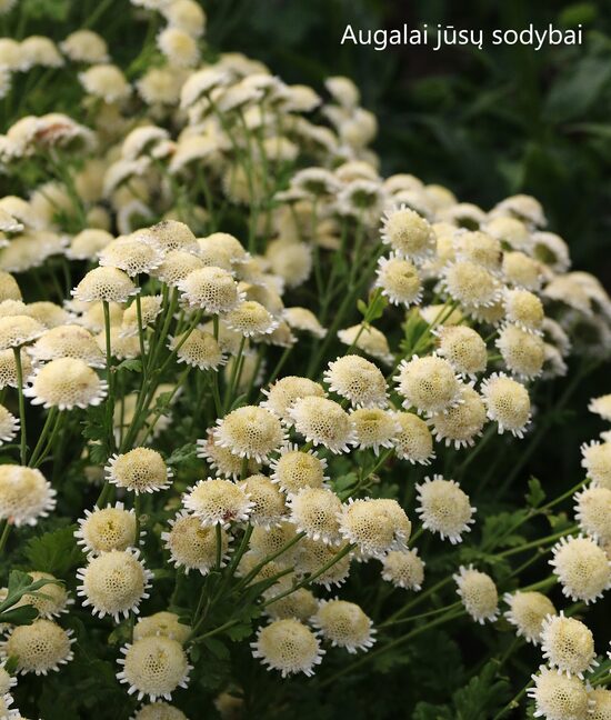 Skaistenis (Tanacetum parthenium) 'Selma Star'